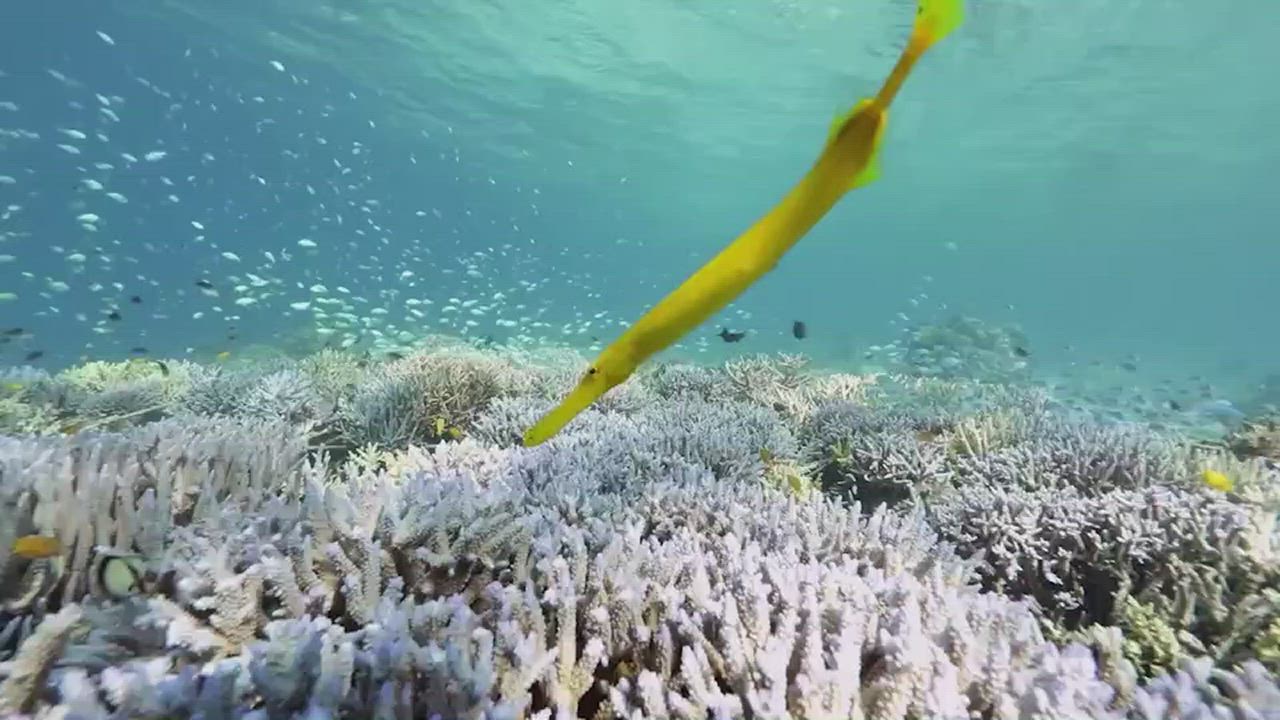 DAVOSA 161.527.60 ARGONAUTIC CORAL LIMITED EDITION 海神系列-菊珊瑚限量錶\43mm product video thumbnail